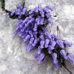 Campanula zoysii - Ente parco naturale - Foto di Marco Di Lenardo