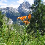 Lilium e Duranno di Della Putta Giovanni