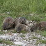 Marmotte di Antonio Borgo